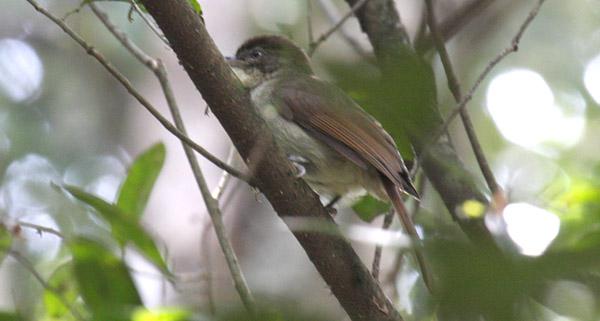 橄榄绿旋木鹎 橄榄绿旋木鹎的图片
