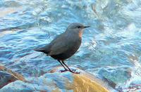 �غ�����