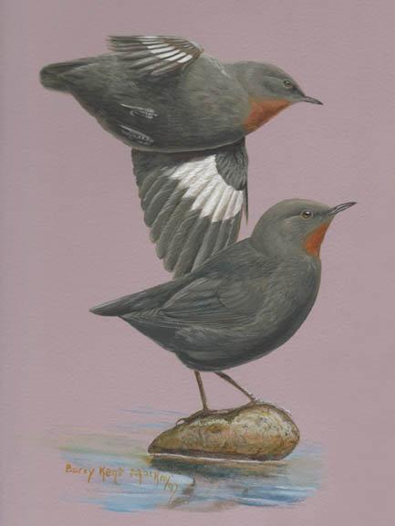 �غ�����