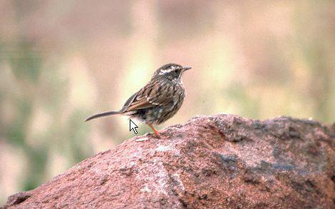 Ҳ������