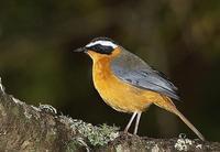 白眉歌鵖 白眉歌鵖的图片