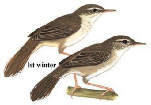 ʷ�ϻ�ݺ��ͼƬ