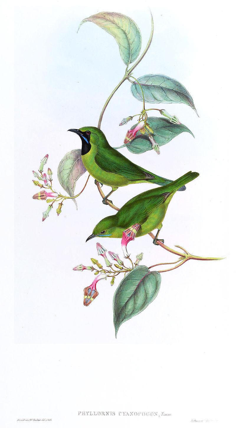 小绿叶鹎 小绿叶鹎的图片