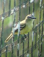 ������С���l��ͼƬ