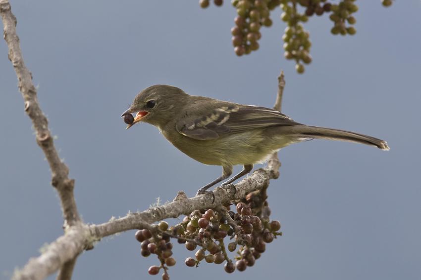 ��ԭ����l