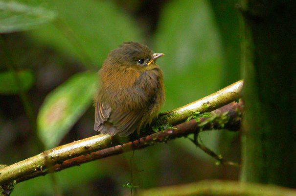 铜绿侏霸鹟 铜绿侏霸鹟的图片