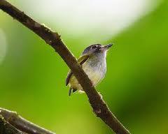 �ֶ�٪���l��ͼƬ