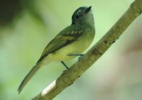 ��ɫ����l��ͼƬ