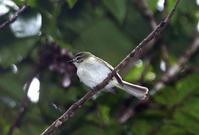 长尾姬霸鹟 长尾姬霸鹟的图片