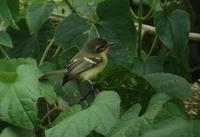 �����ȼ����l��ͼƬ