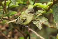 棕脸姬霸鹟 棕脸姬霸鹟的图片