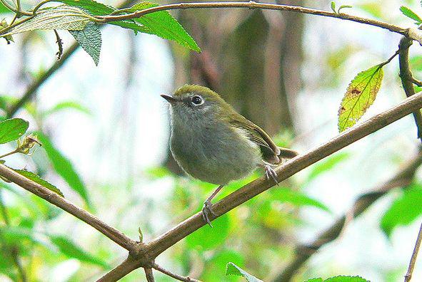 巴西姬霸鹟 巴西姬霸鹟的图片