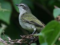 委内瑞拉小霸鹟 委内瑞拉小霸鹟的图片