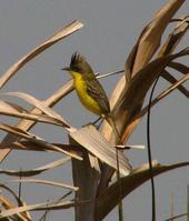 �ڶ������l