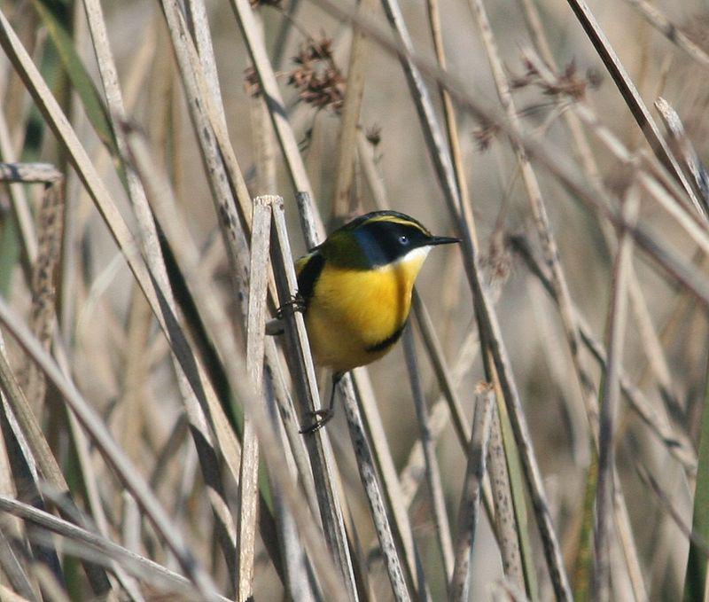 ��ɫέ���l��ͼƬ