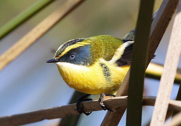 ��ɫέ���l