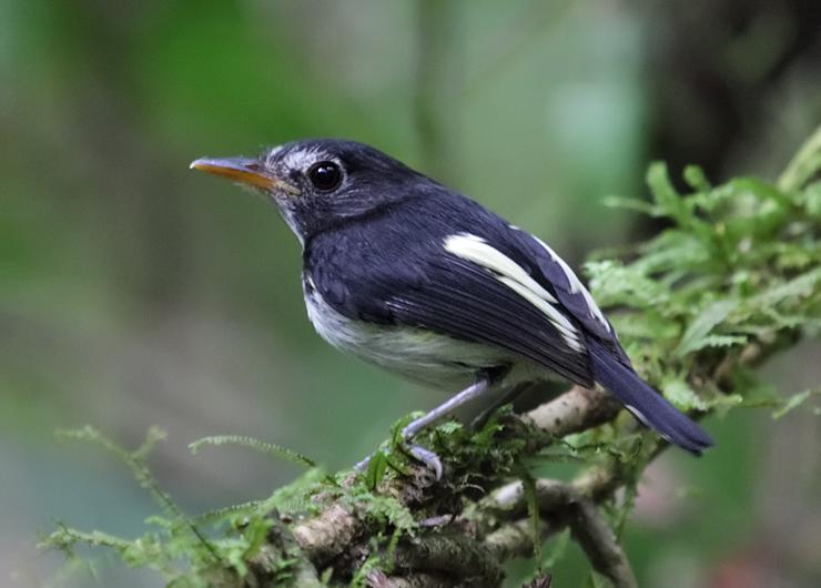 �ڰ��ư��l��ͼƬ