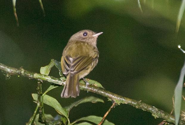 С�ư��l��ͼƬ