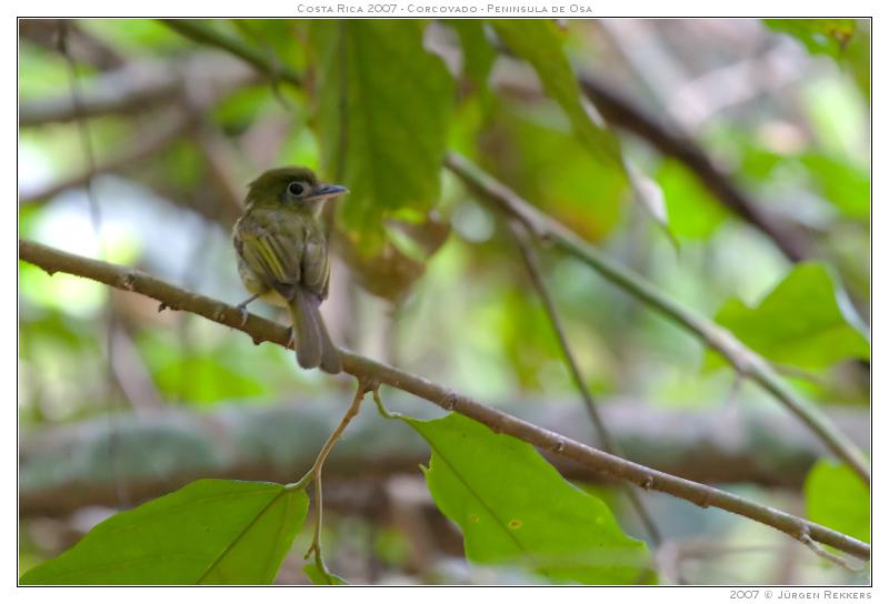 眼环扁嘴霸鹟 眼环扁嘴霸鹟的图片