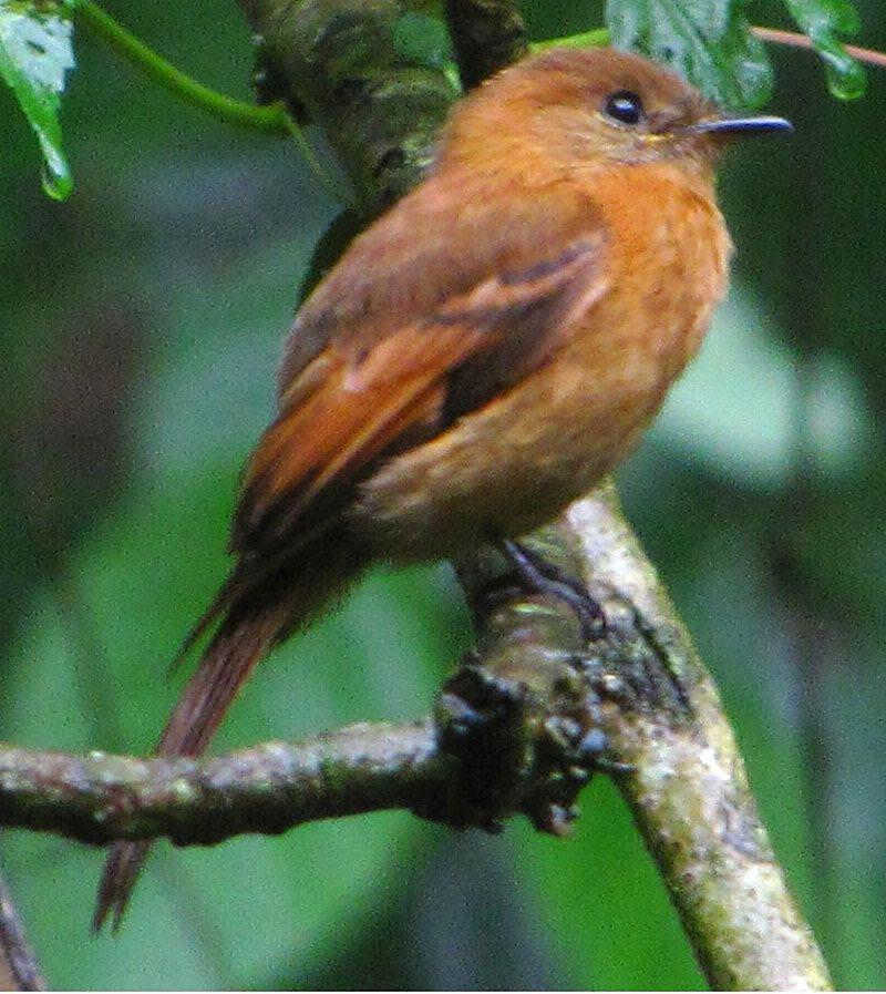 �����l��ͼƬ