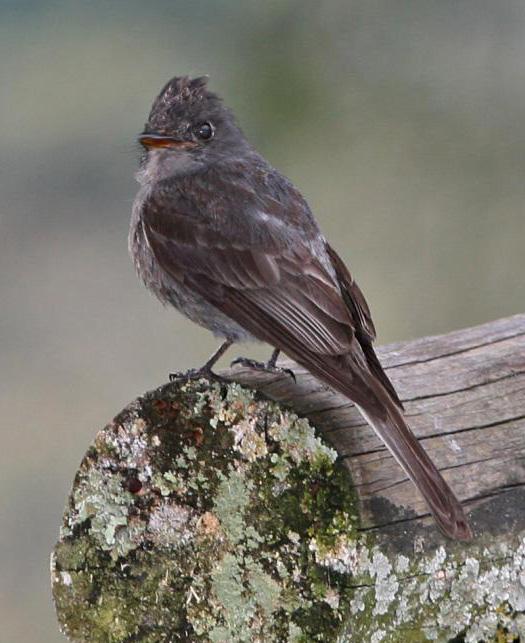 烟色绿霸鹟 烟色绿霸鹟的图片