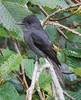 ��ɫ�̰��l