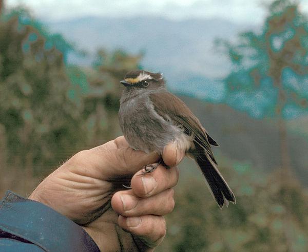 冠唧霸鹟 冠唧霸鹟的图片