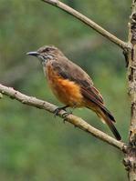 �ƺ��԰��l