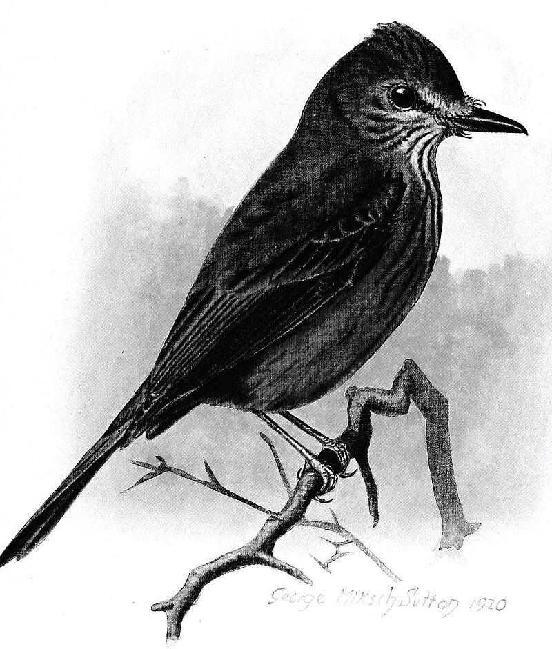 ���ױ��Ǵ԰��l��ͼƬ