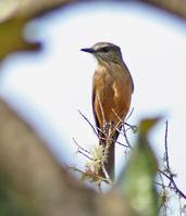 ���ױ��Ǵ԰��l