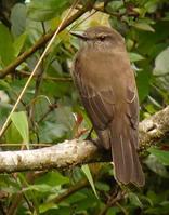 烟色丛霸鹟 烟色丛霸鹟的图片