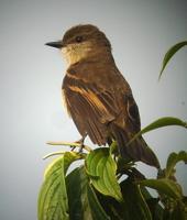 �ظ��԰��l