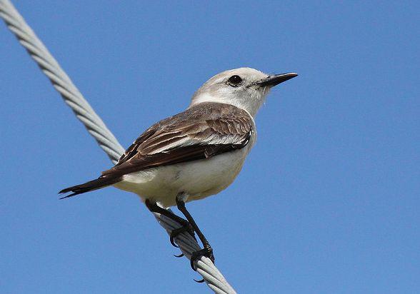 �����ɰ��l