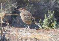 小鵙霸鹟 小鵙霸鹟的图片