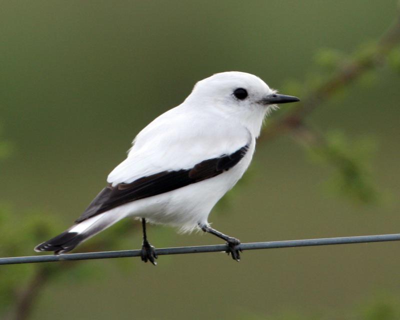 ���ɰ��l��ͼƬ