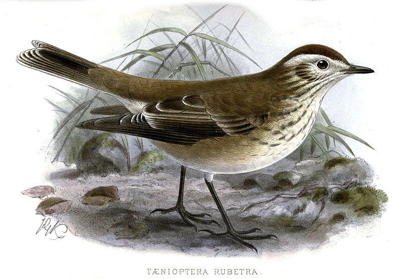 �ⱳ�ɰ��l��ͼƬ