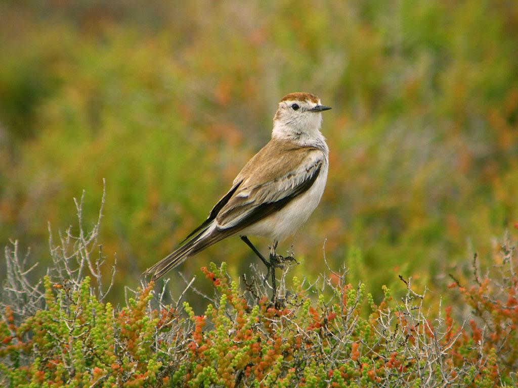 盐沼蒙霸鹟 盐沼蒙霸鹟的图片