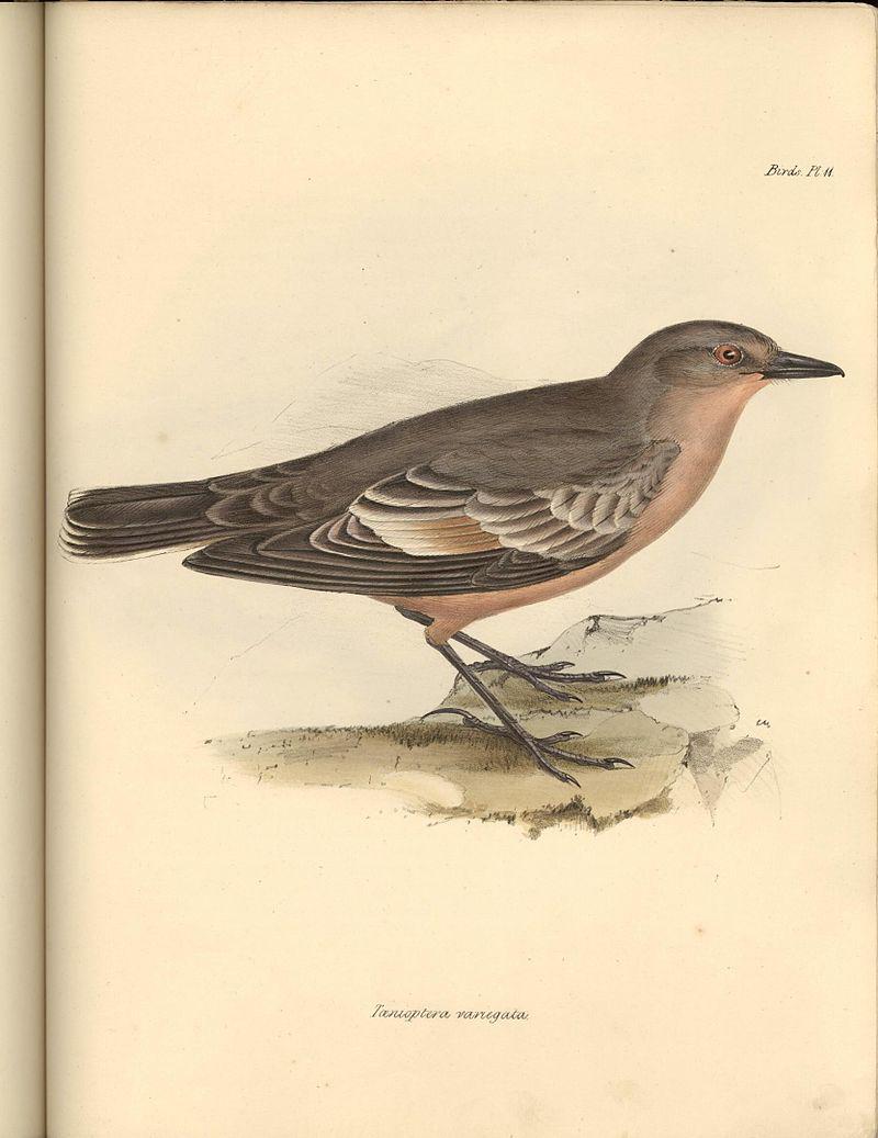 ���ذ��l��ͼƬ