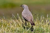 ��ɽ�ذ��l��ͼƬ