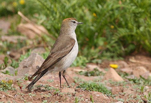 ��ü�ذ��l��ͼƬ