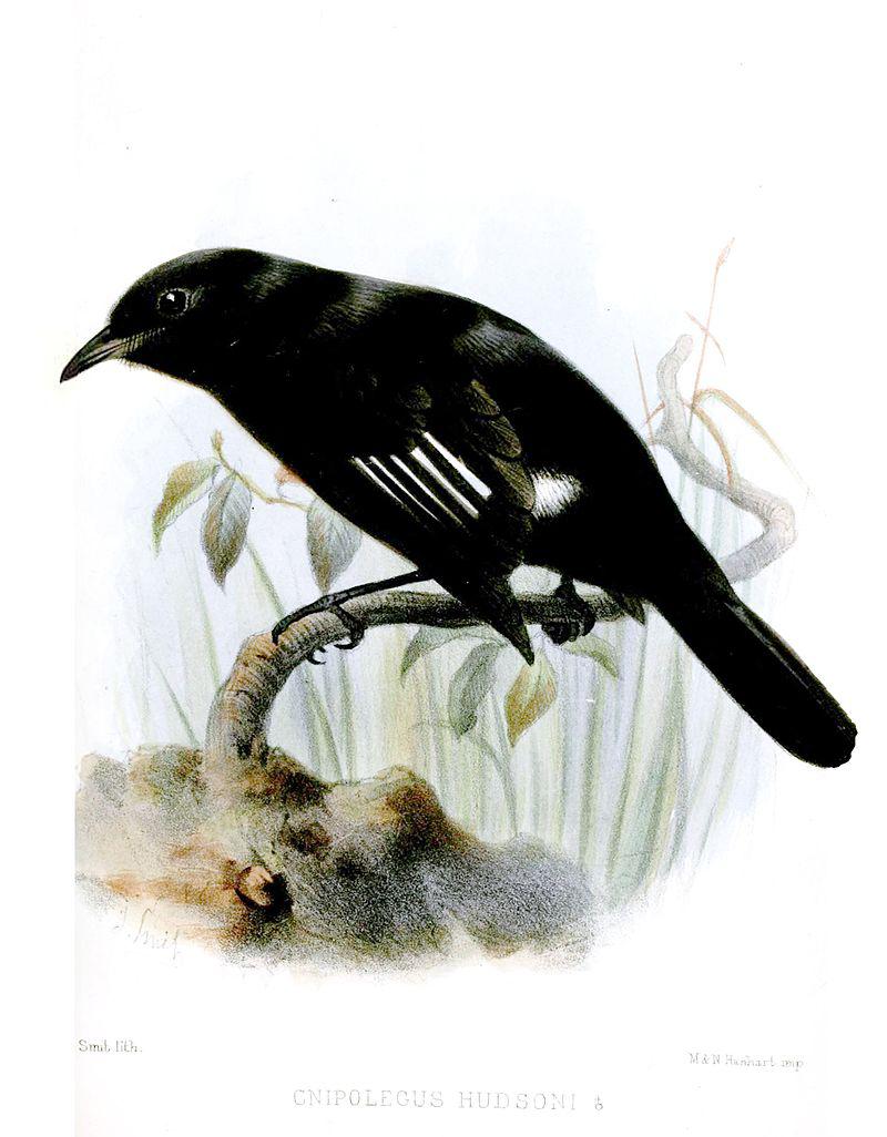 ���Ϻڰ��l��ͼƬ