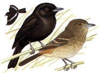 ���Ϻڰ��l