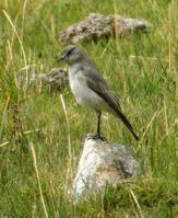 �����ذ��l��ͼƬ