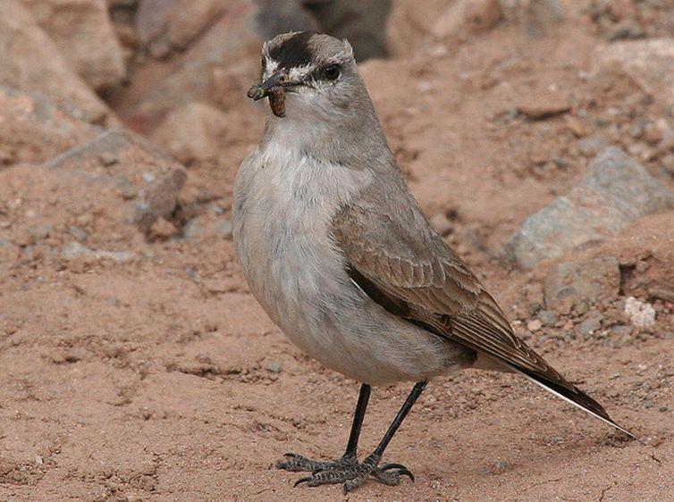 �ڶ�ذ��l��ͼƬ