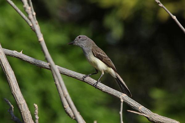 ������Ӭ���l��ͼƬ