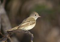 ������Ӭ���l