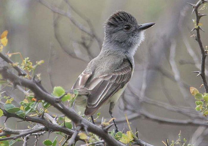 乌冠蝇霸鹟 乌冠蝇霸鹟的图片