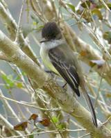 �����Ӭ���l��ͼƬ