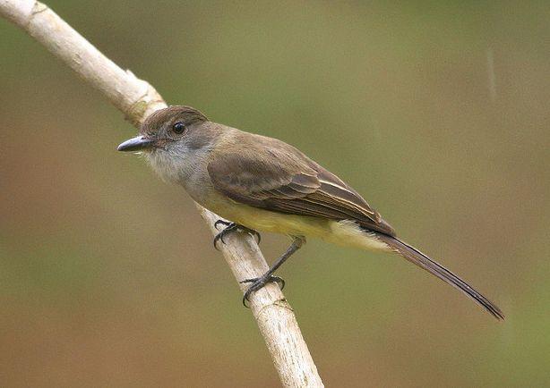 ˹��Ӭ���l��ͼƬ