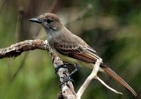 �ֹ�Ӭ���l